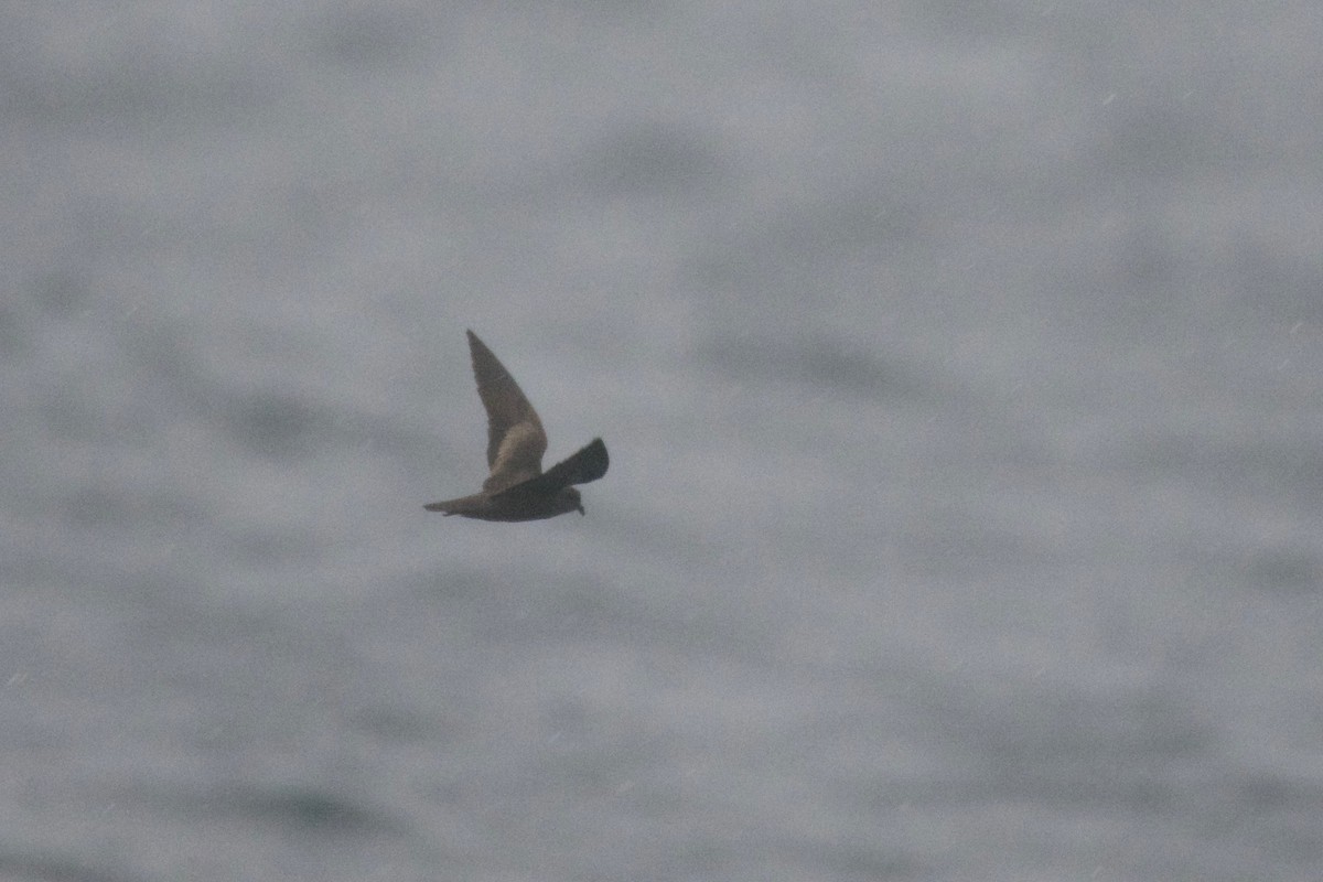 Least Storm-Petrel - Jan Cubilla