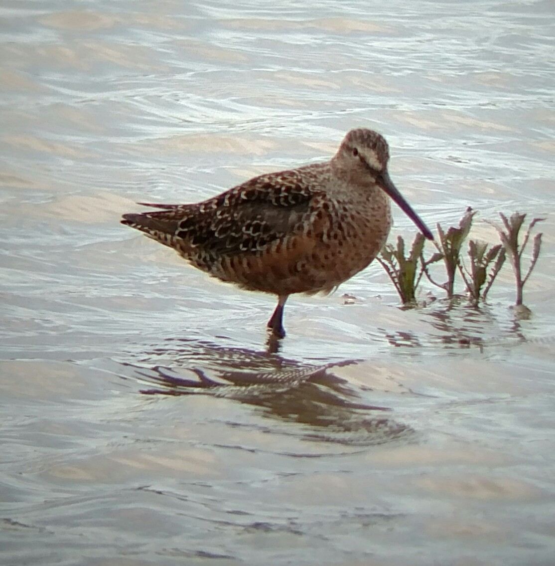 Long-billed Dowitcher - ML156556431