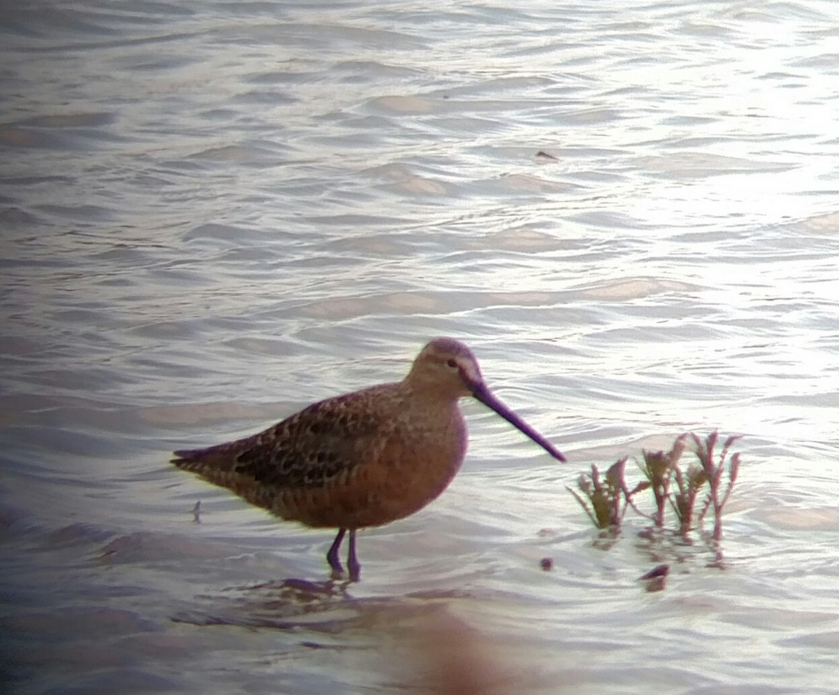 Long-billed Dowitcher - ML156556581