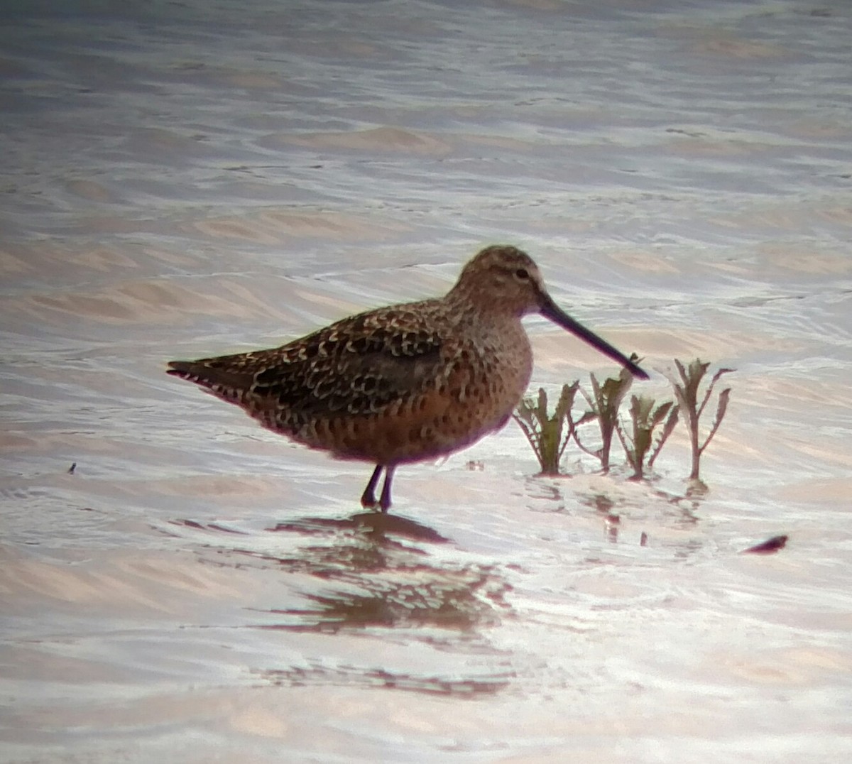 Long-billed Dowitcher - ML156556661