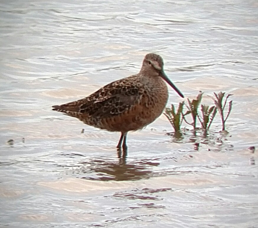 Long-billed Dowitcher - ML156556711