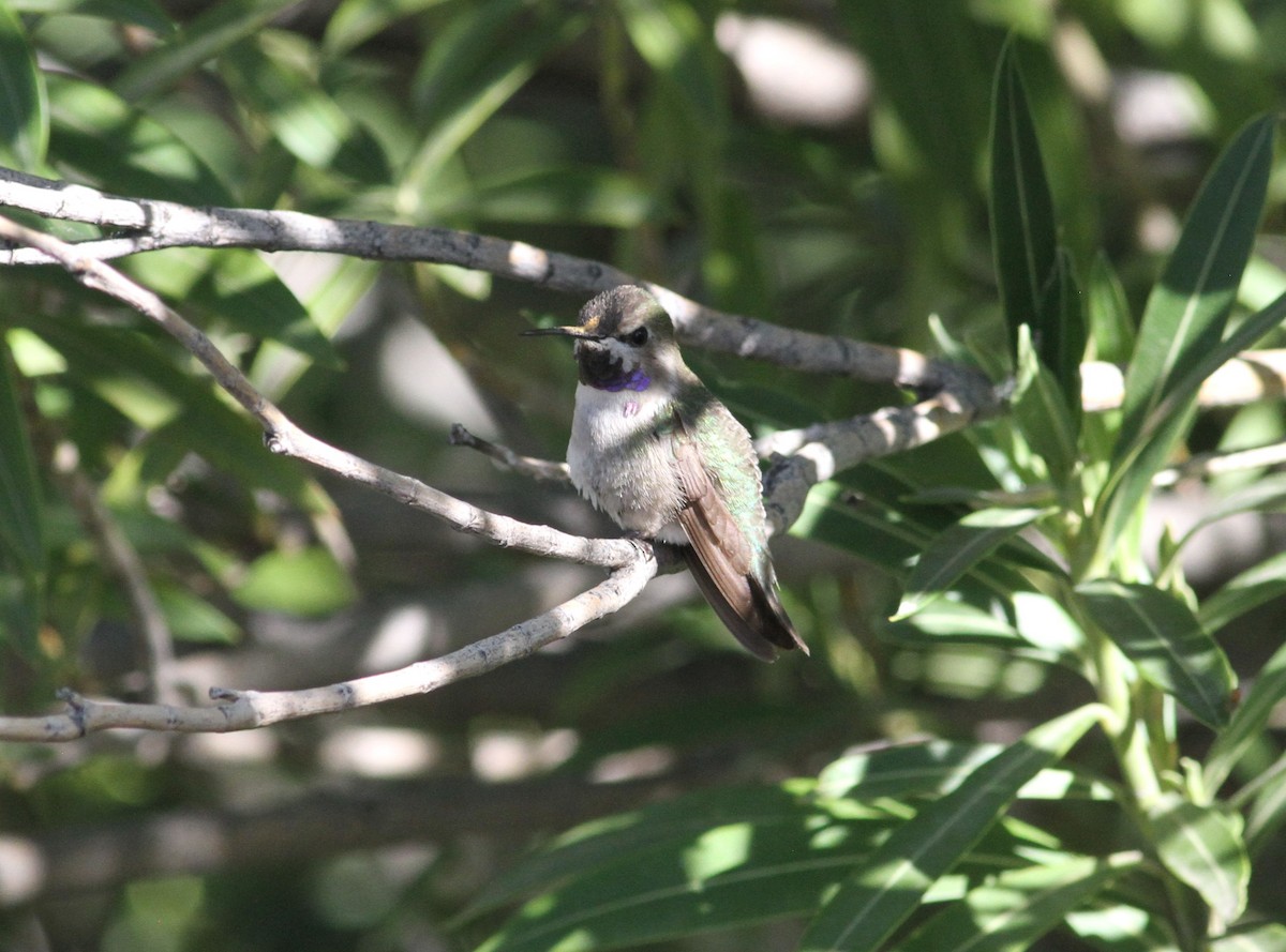 Costa's Hummingbird - ML156557601
