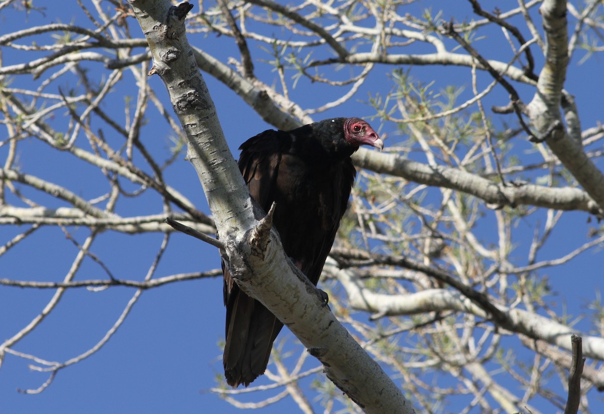 Turkey Vulture - ML156557611