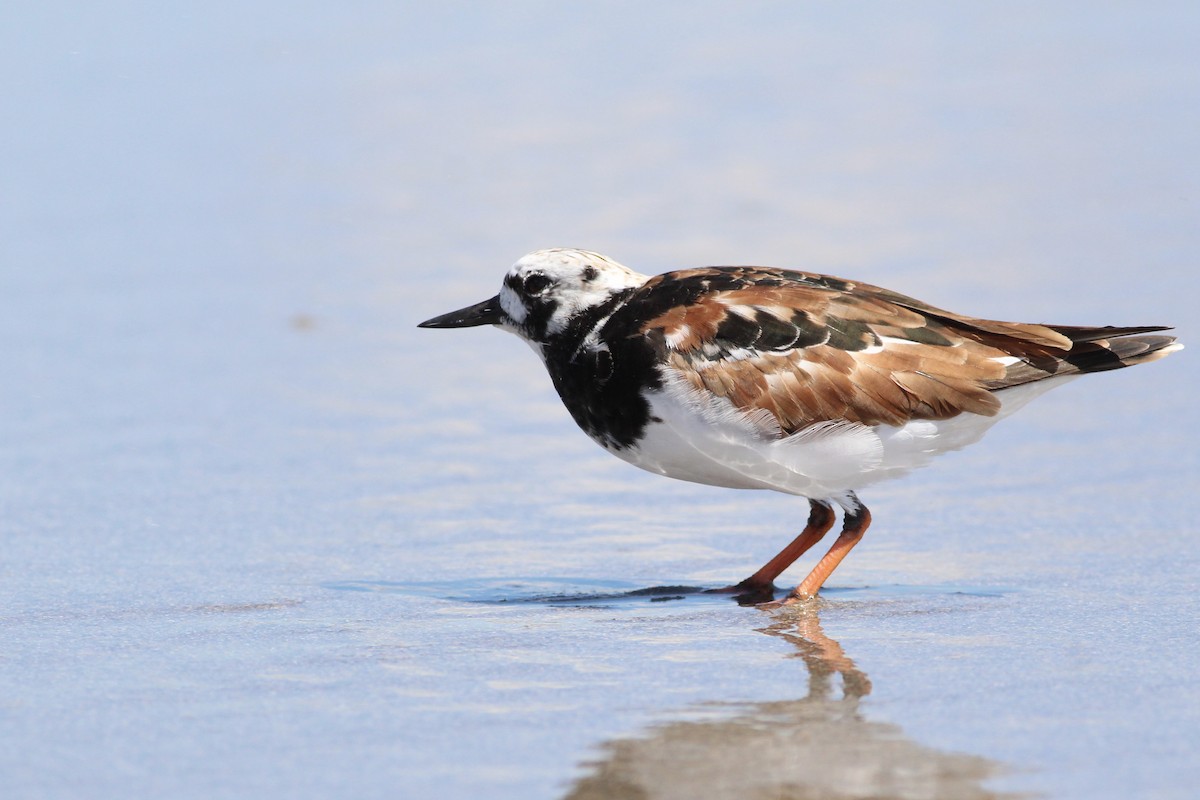 Ruddy Turnstone - ML156557651