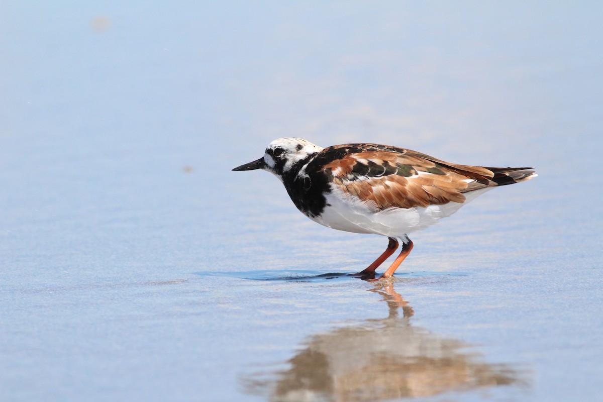 Ruddy Turnstone - ML156557661