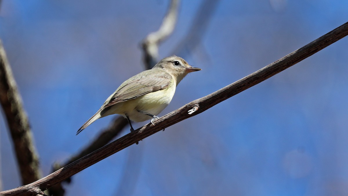 Warbling Vireo - ML156559421