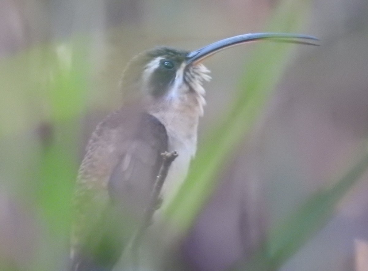 kolibřík tmavolící - ML156559871