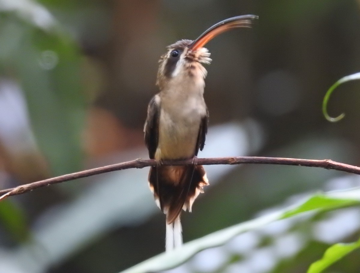 Длинноклювый колибри-отшельник - ML156559891