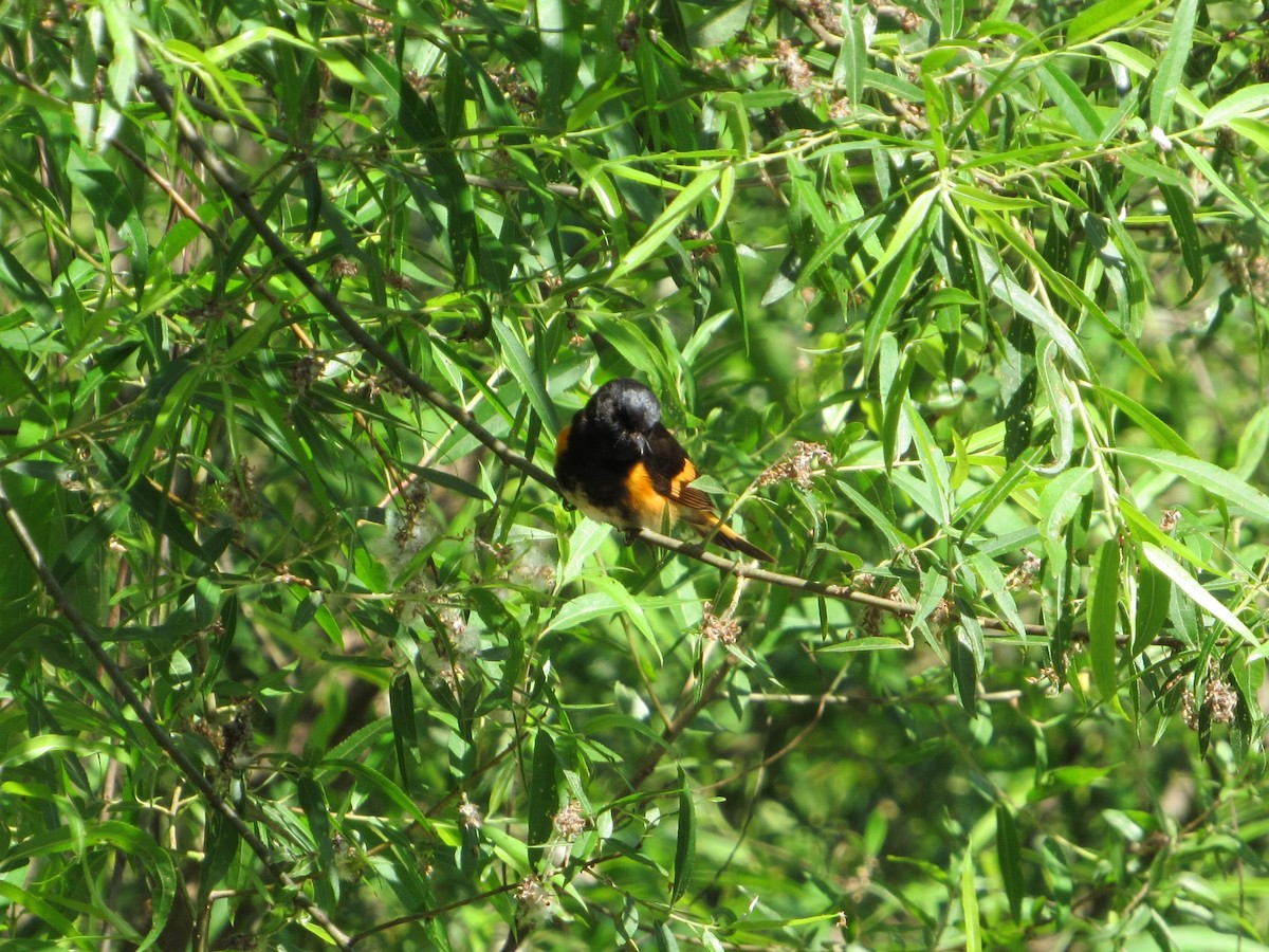 American Redstart - ML156560111