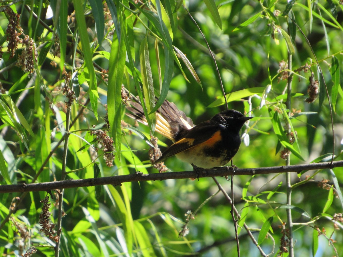 American Redstart - ML156560121
