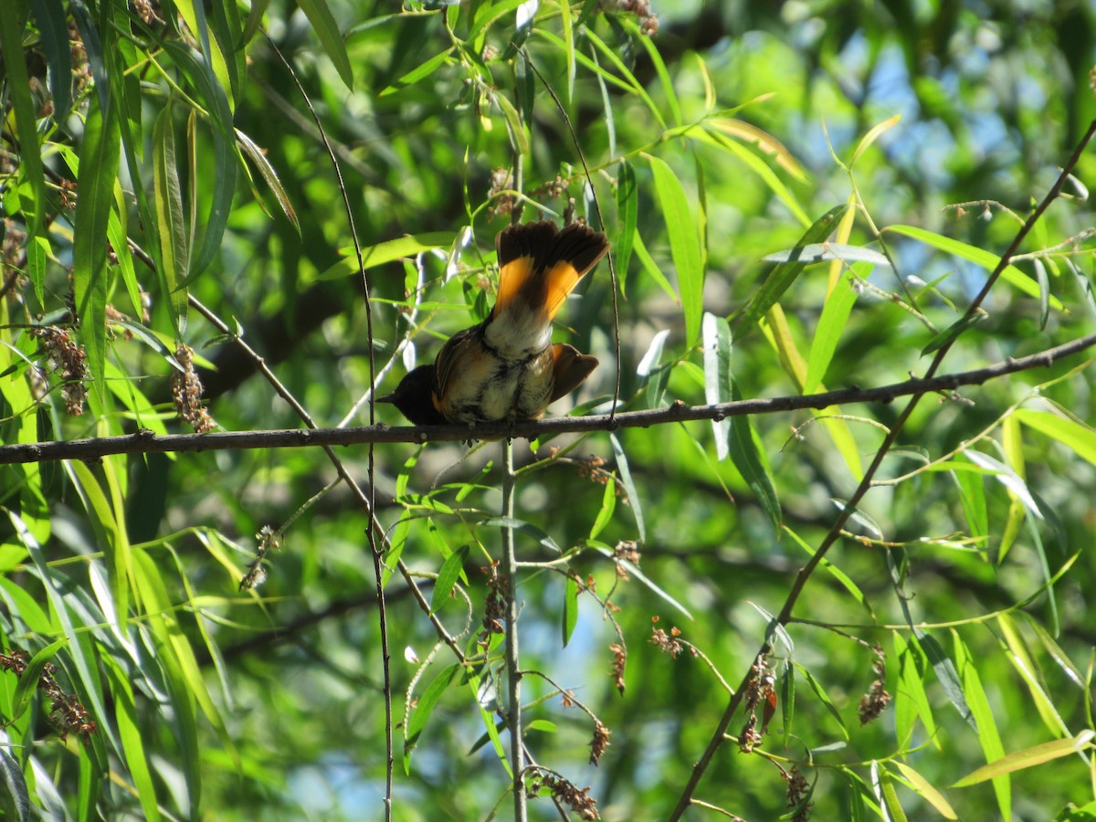 American Redstart - ML156560141
