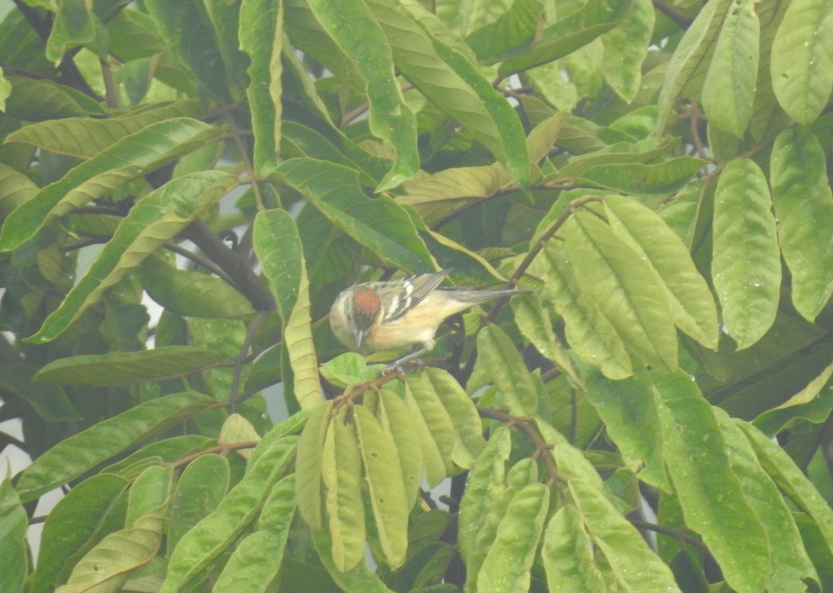 Bay-breasted Warbler - ML156562341