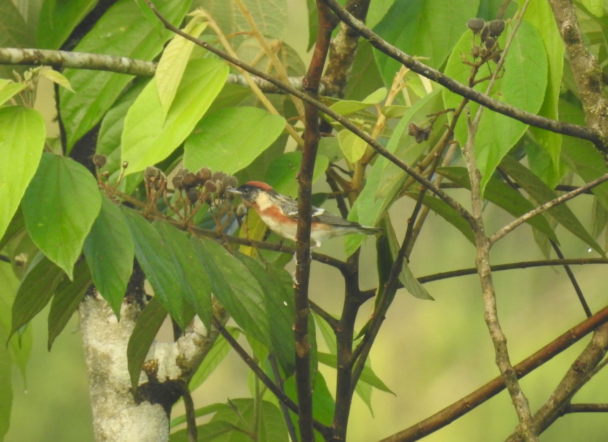 Bay-breasted Warbler - ML156562351