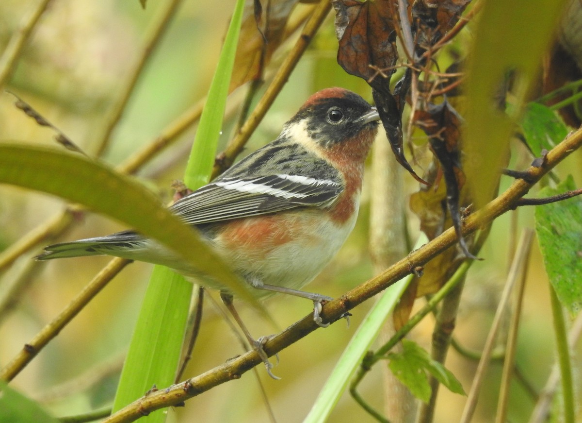 Bay-breasted Warbler - ML156562371