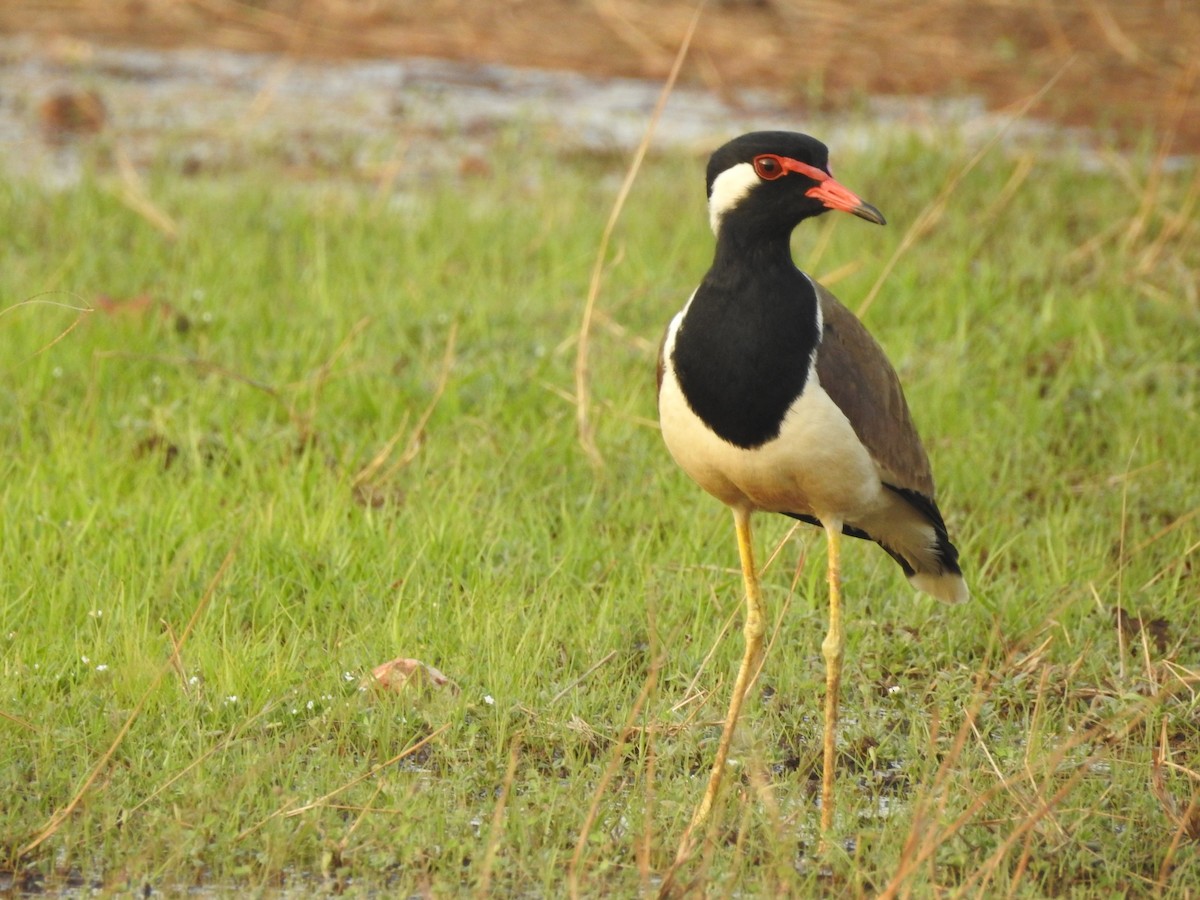 Red-wattled Lapwing - Manoj Karingamadathil