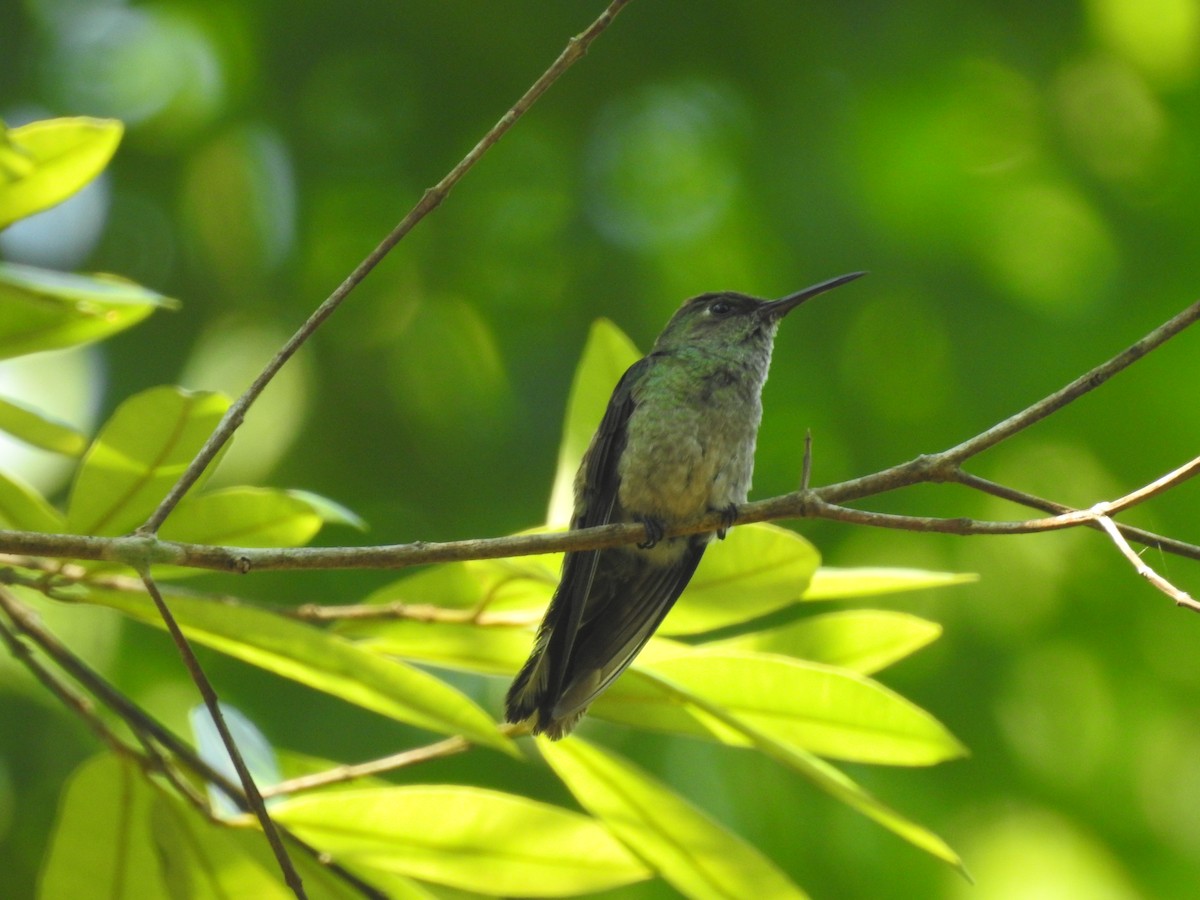 Scaly-breasted Hummingbird - ML156563971