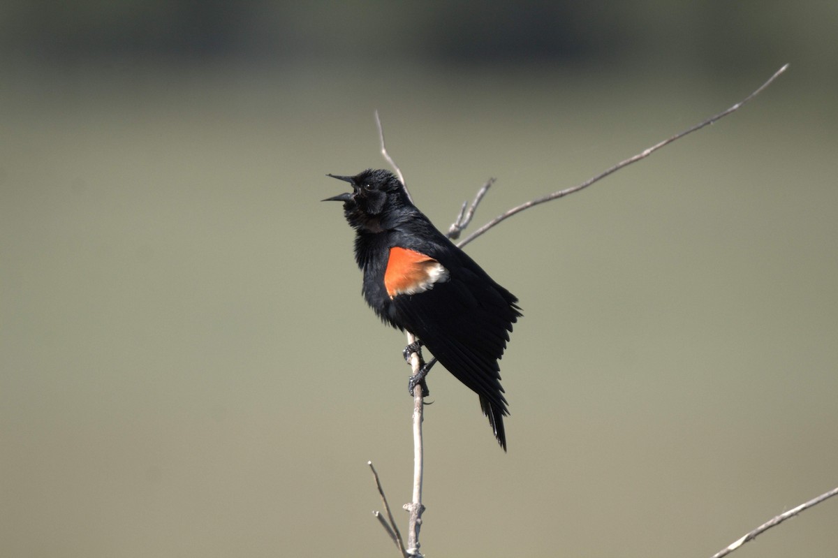 Red-winged Blackbird - Cliff VanNostrand