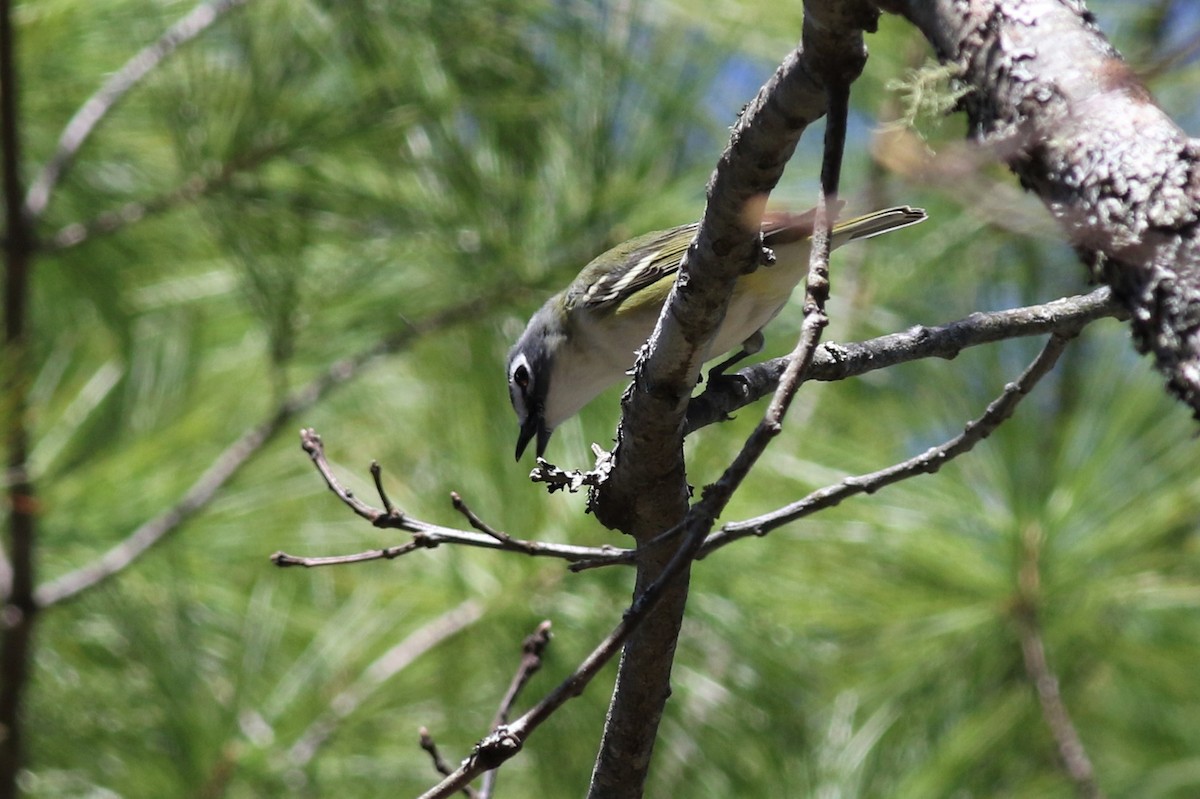 Mavi Başlı Vireo - ML156566481