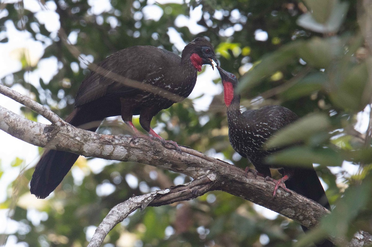 Crested Guan - James Timmons