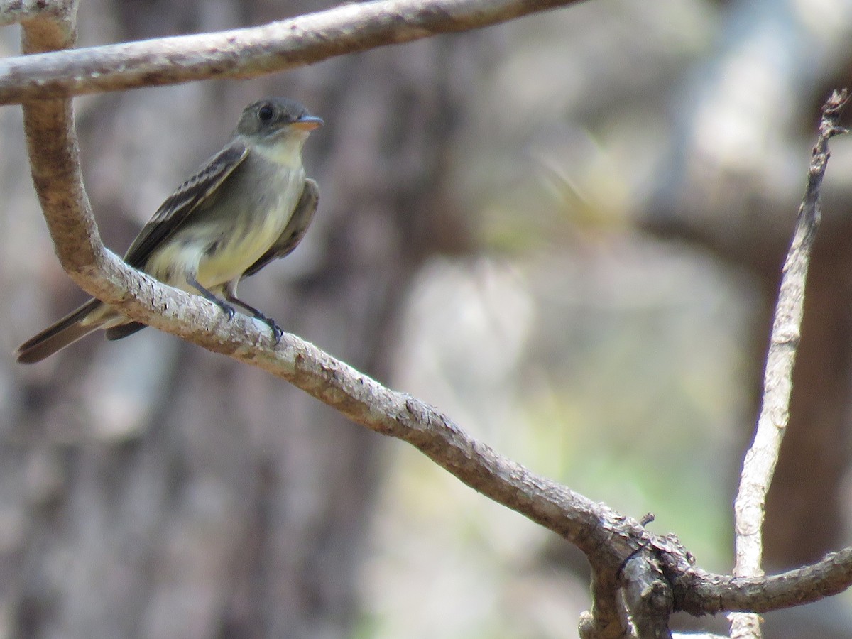 Eastern Wood-Pewee - ML156568831