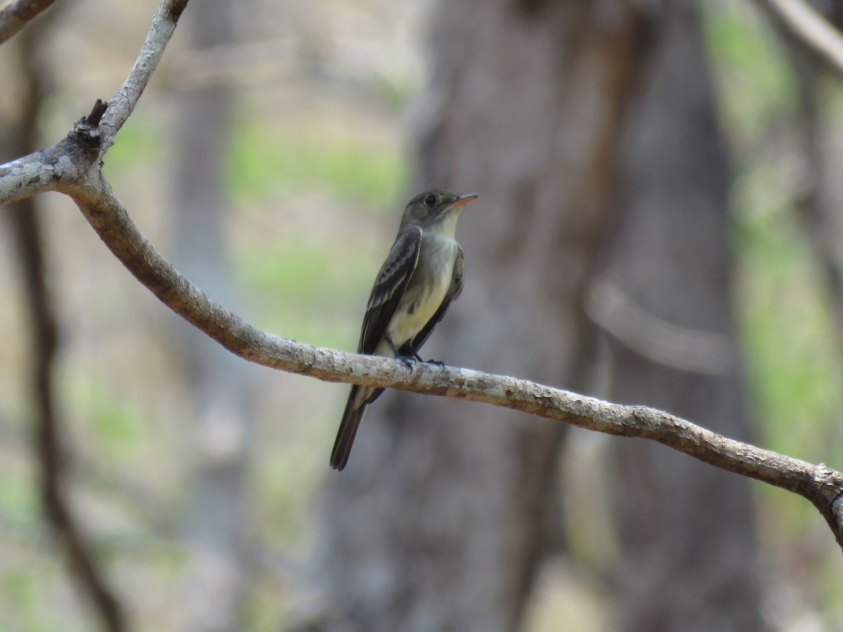 Eastern Wood-Pewee - ML156568841