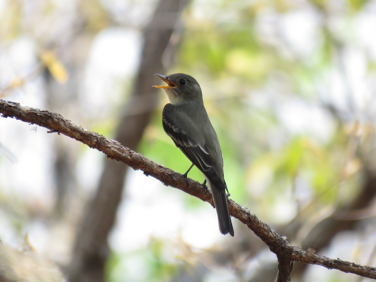 Eastern Wood-Pewee - ML156568861