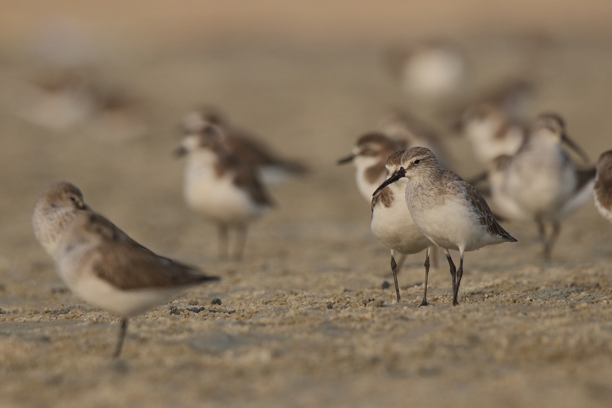 Curlew Sandpiper - Harshith JV
