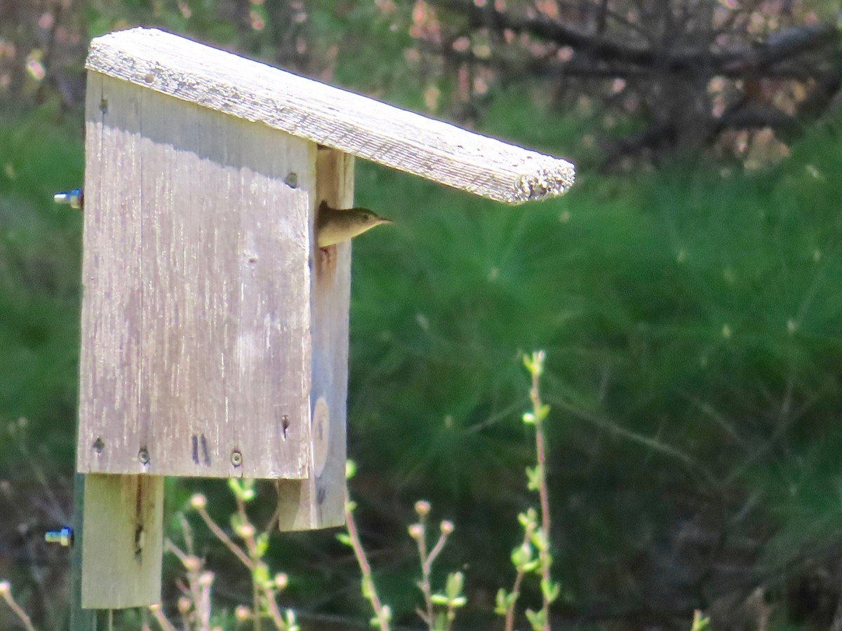 Northern House Wren - ML156570791