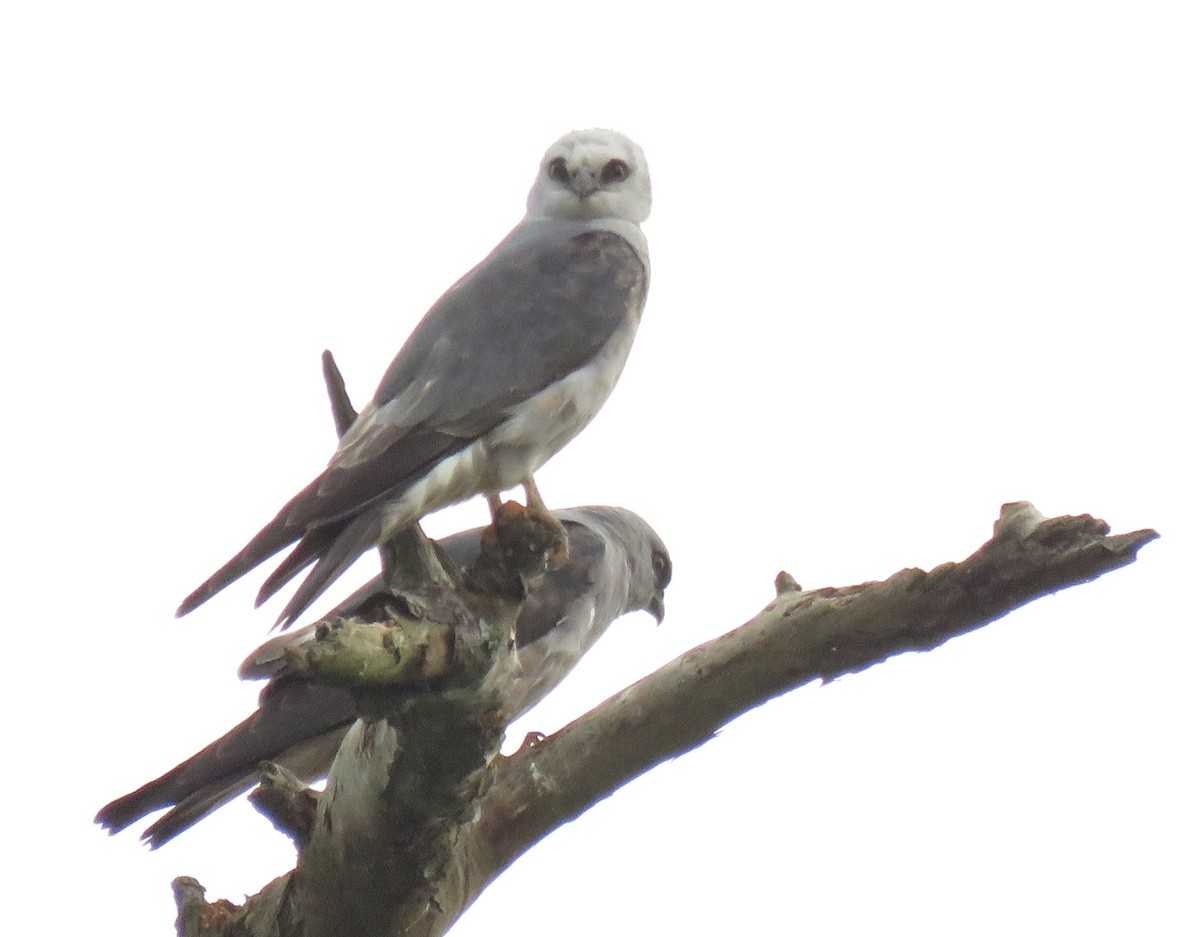 Mississippi Kite - ML156571121