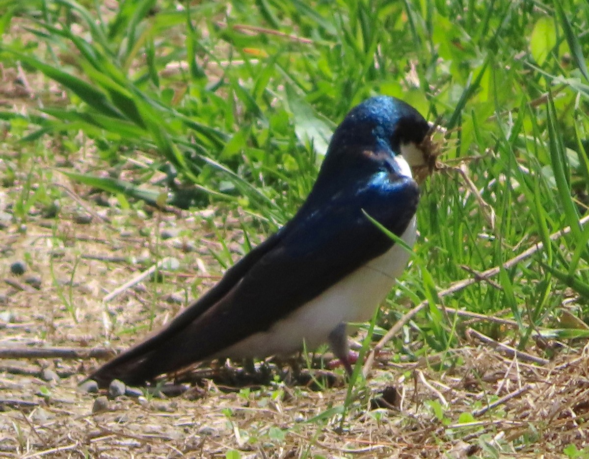 Tree Swallow - ML156571171
