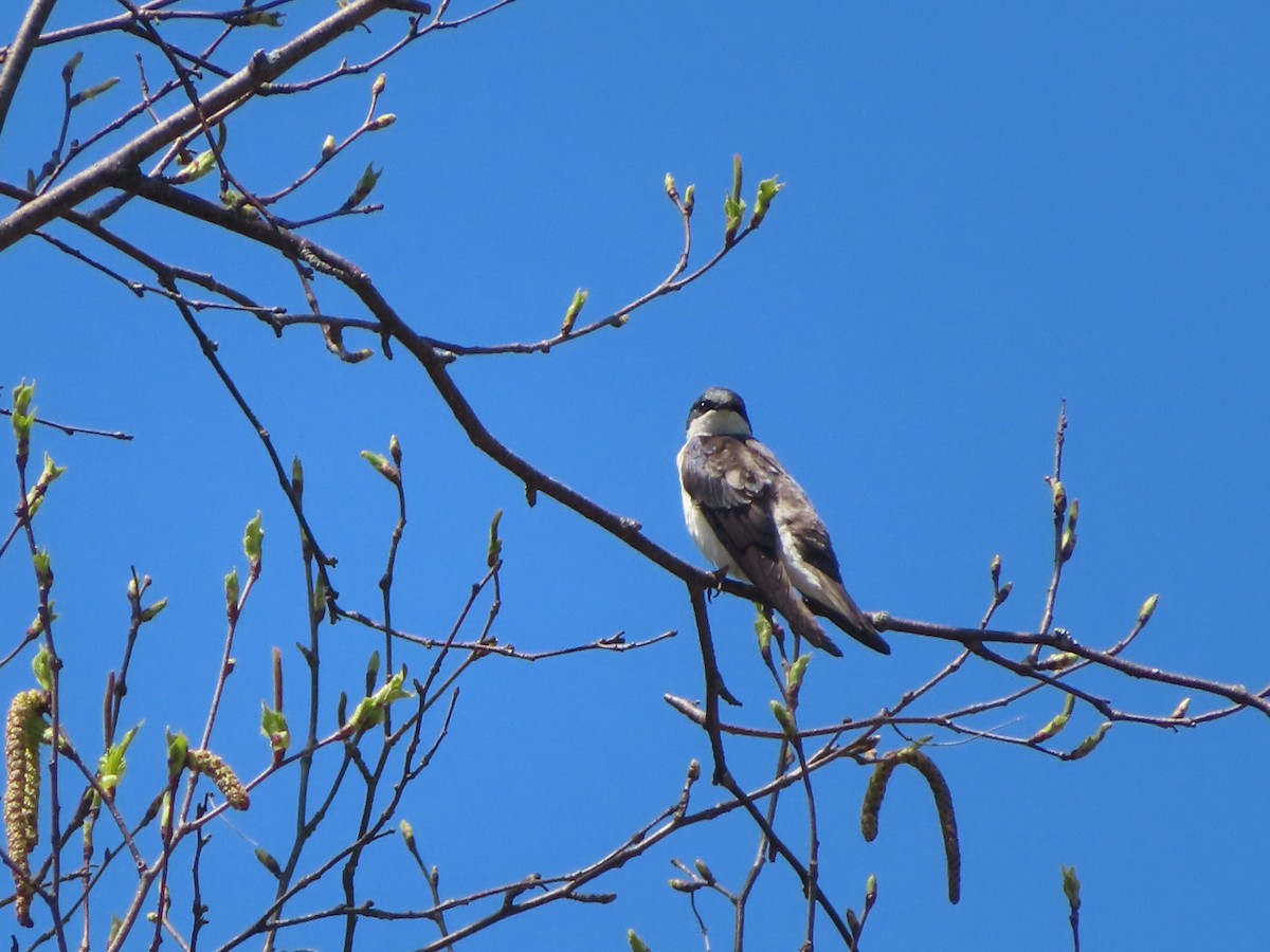Tree Swallow - ML156571181