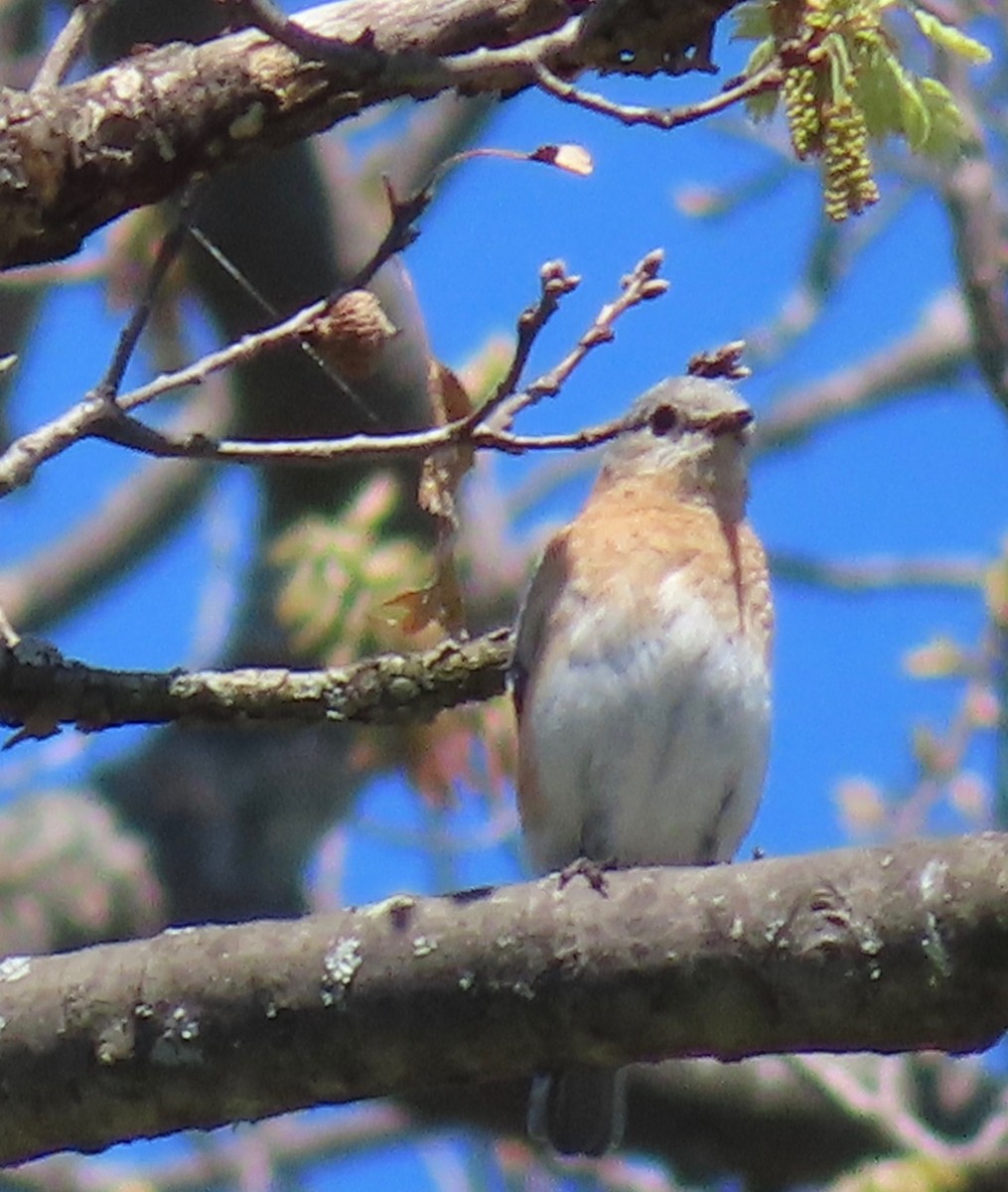 Eastern Bluebird - ML156571531