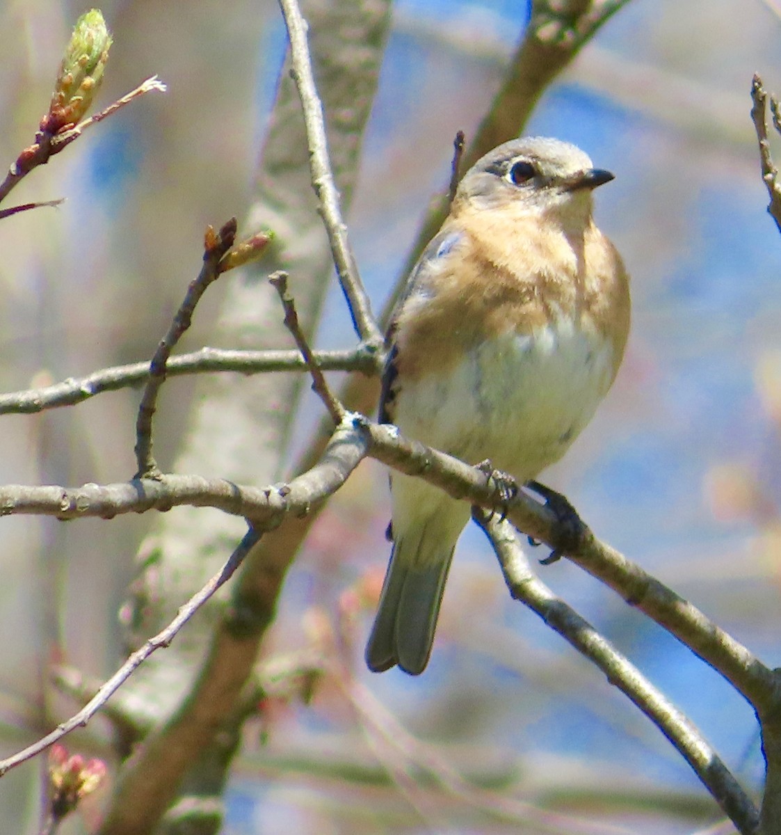 Eastern Bluebird - ML156571561