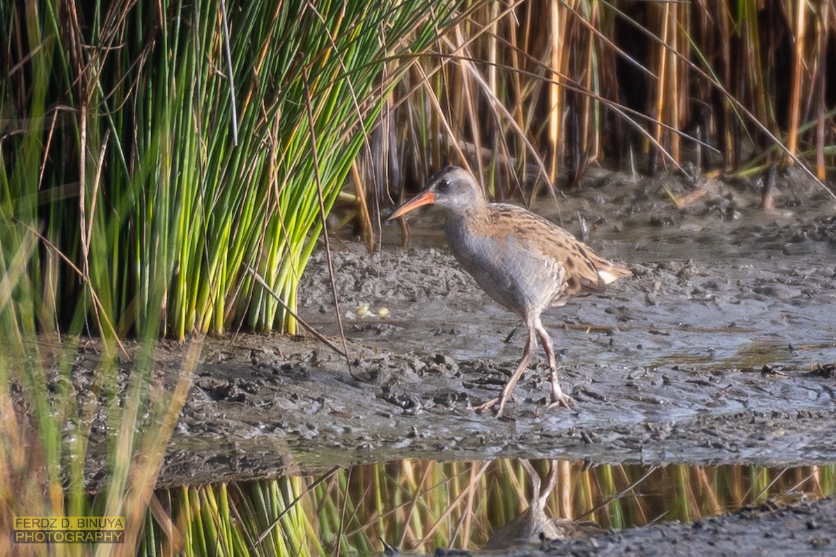 Water Rail - ML156571841