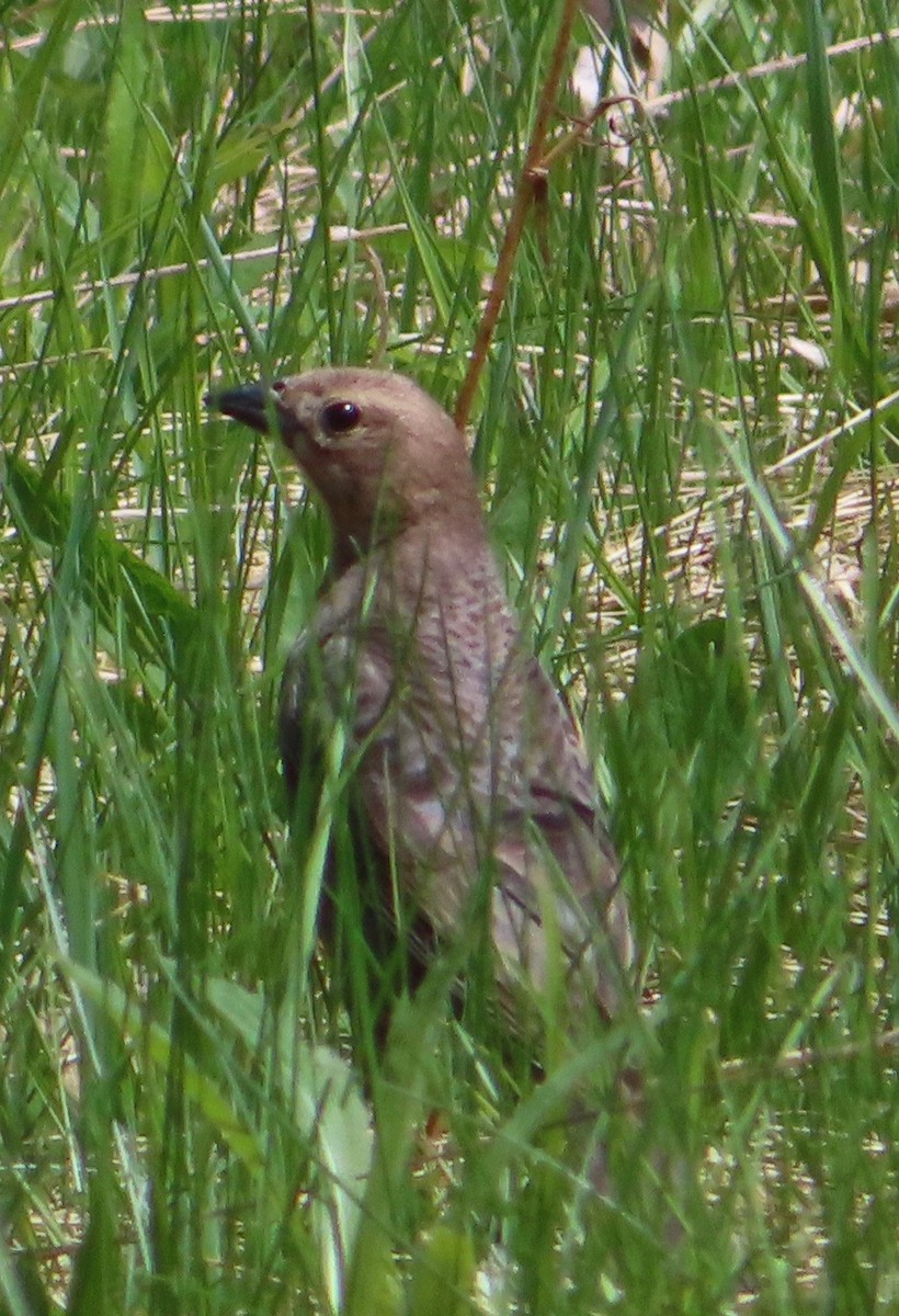 Brown-headed Cowbird - ML156571931