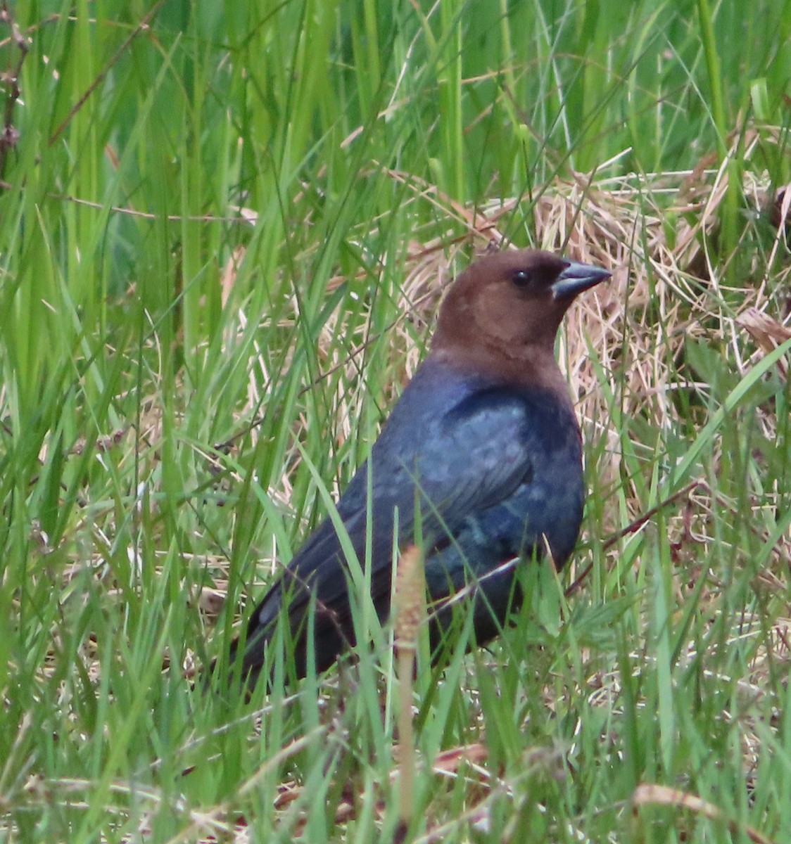 Brown-headed Cowbird - ML156571951