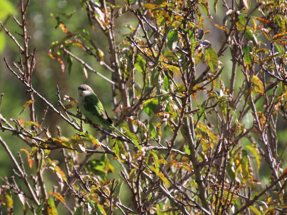 Gray-hooded Parakeet - Laura Pantoja