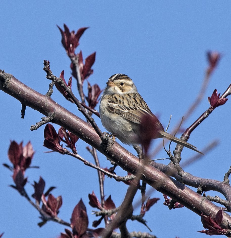 Clay-colored Sparrow - Willie D'Anna