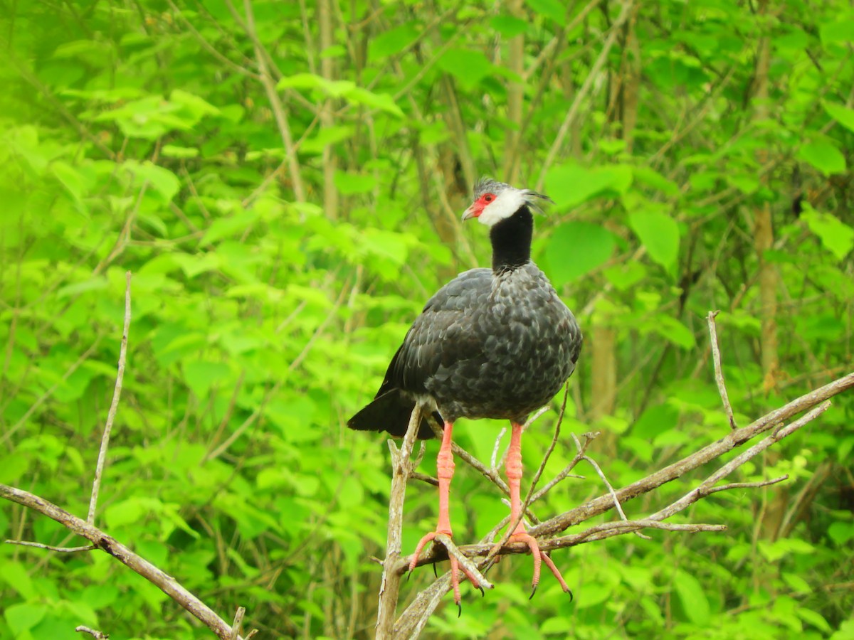 Northern Screamer - Pablo Felipe Ovalle Castañeda