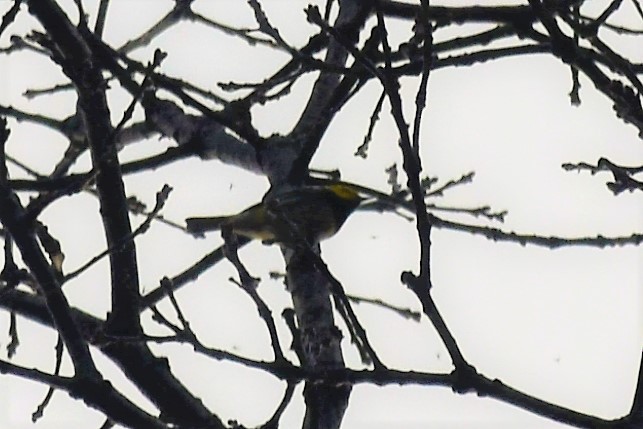 Black-throated Green Warbler - Pranav Sadana