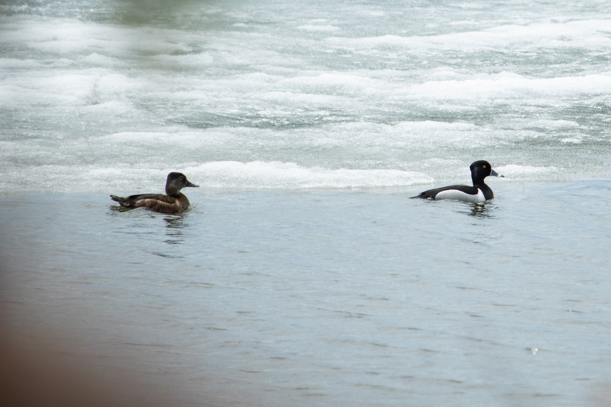Ring-necked Duck - ML156580731