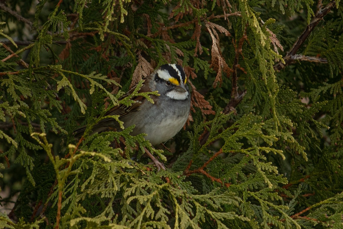 White-throated Sparrow - ML156580971