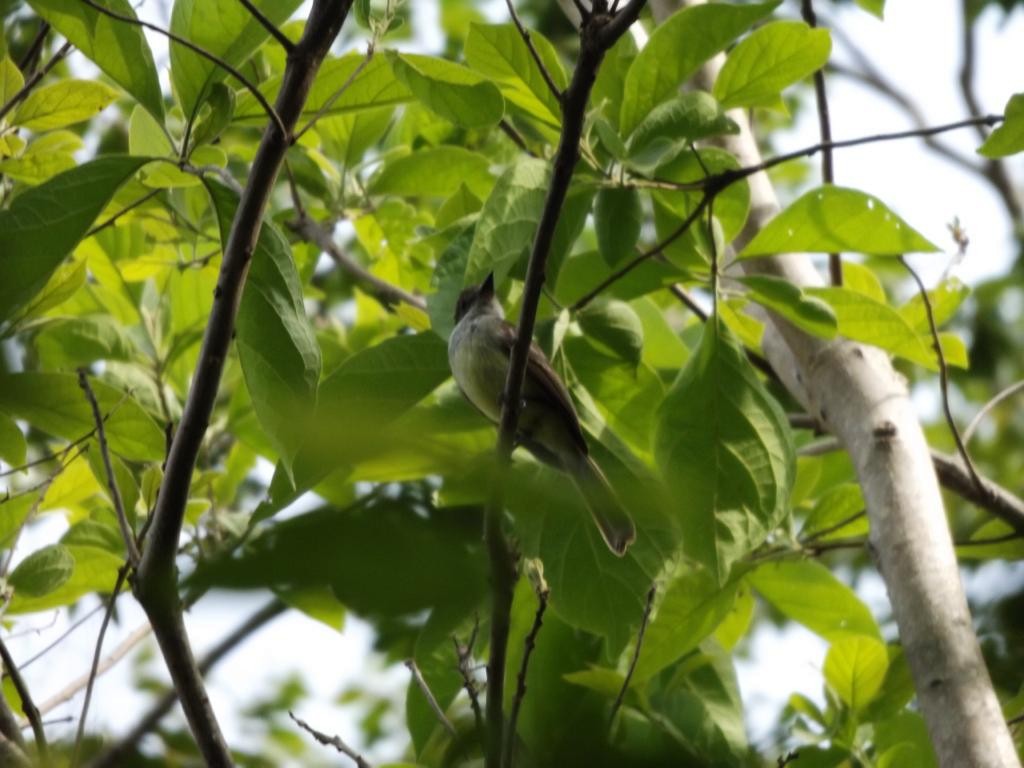 Venezuelan Flycatcher - ML156581141