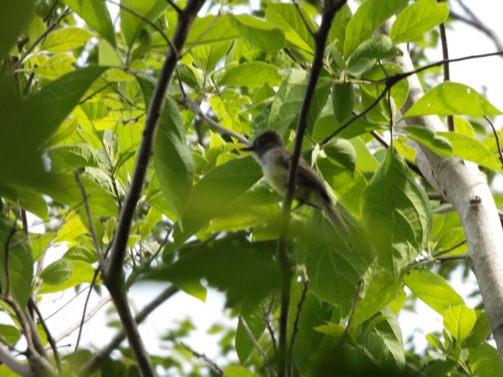 Venezuelan Flycatcher - ML156581151