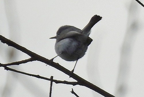 Blue-gray Gnatcatcher - ML156581521