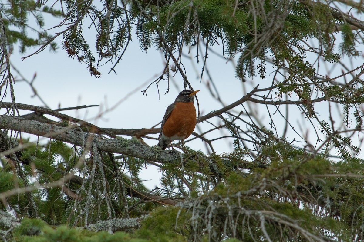 American Robin - ML156581711