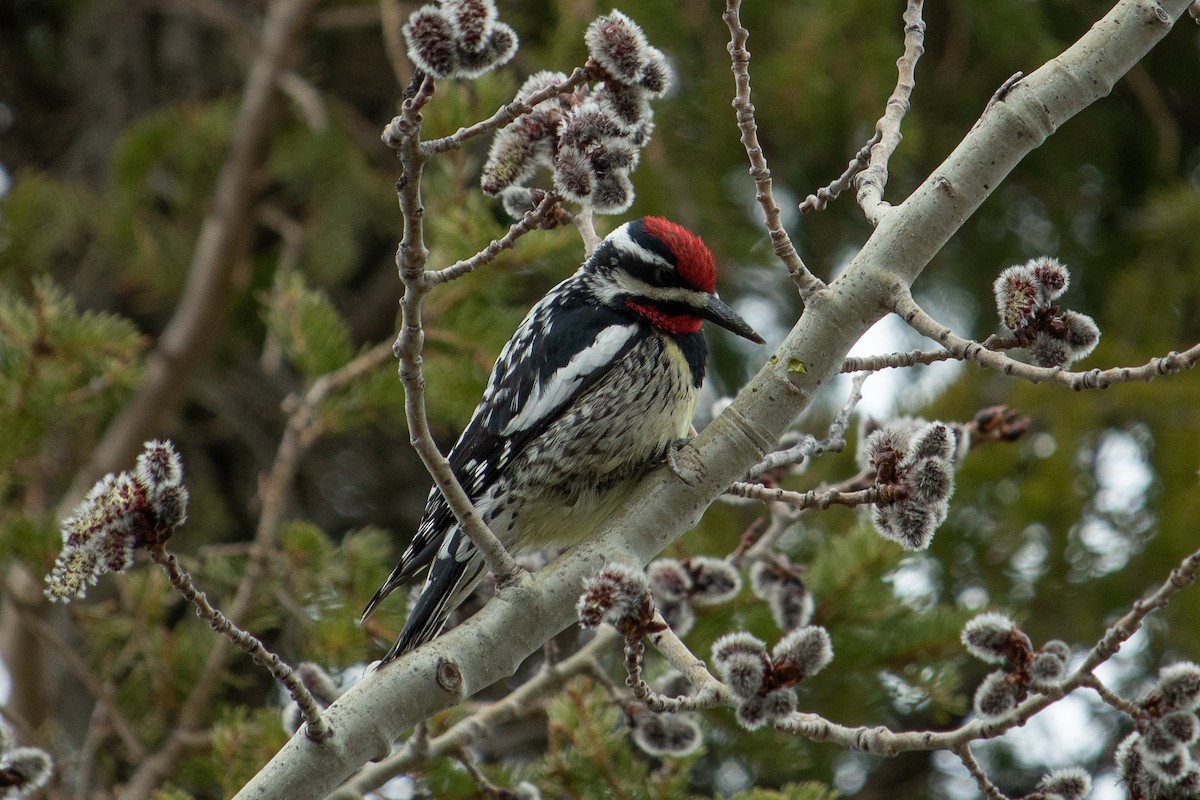 Yellow-bellied Sapsucker - ML156582431