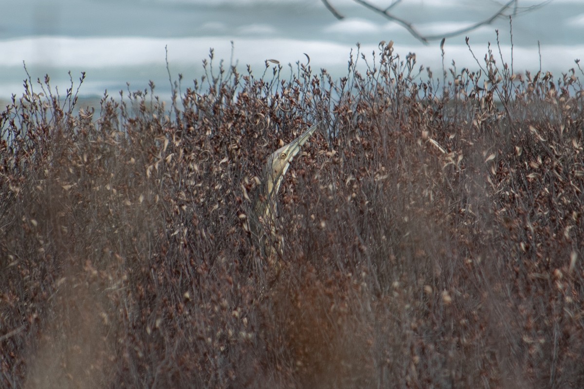 American Bittern - ML156582471