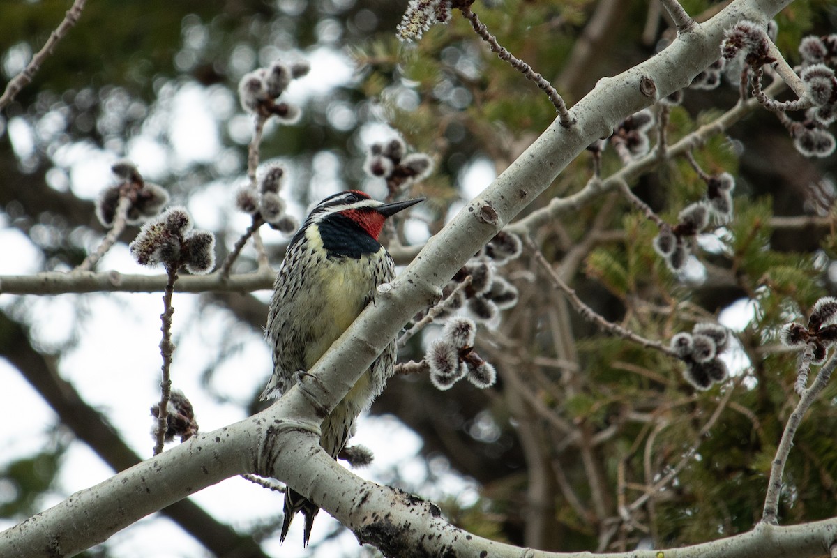 Yellow-bellied Sapsucker - ML156582561