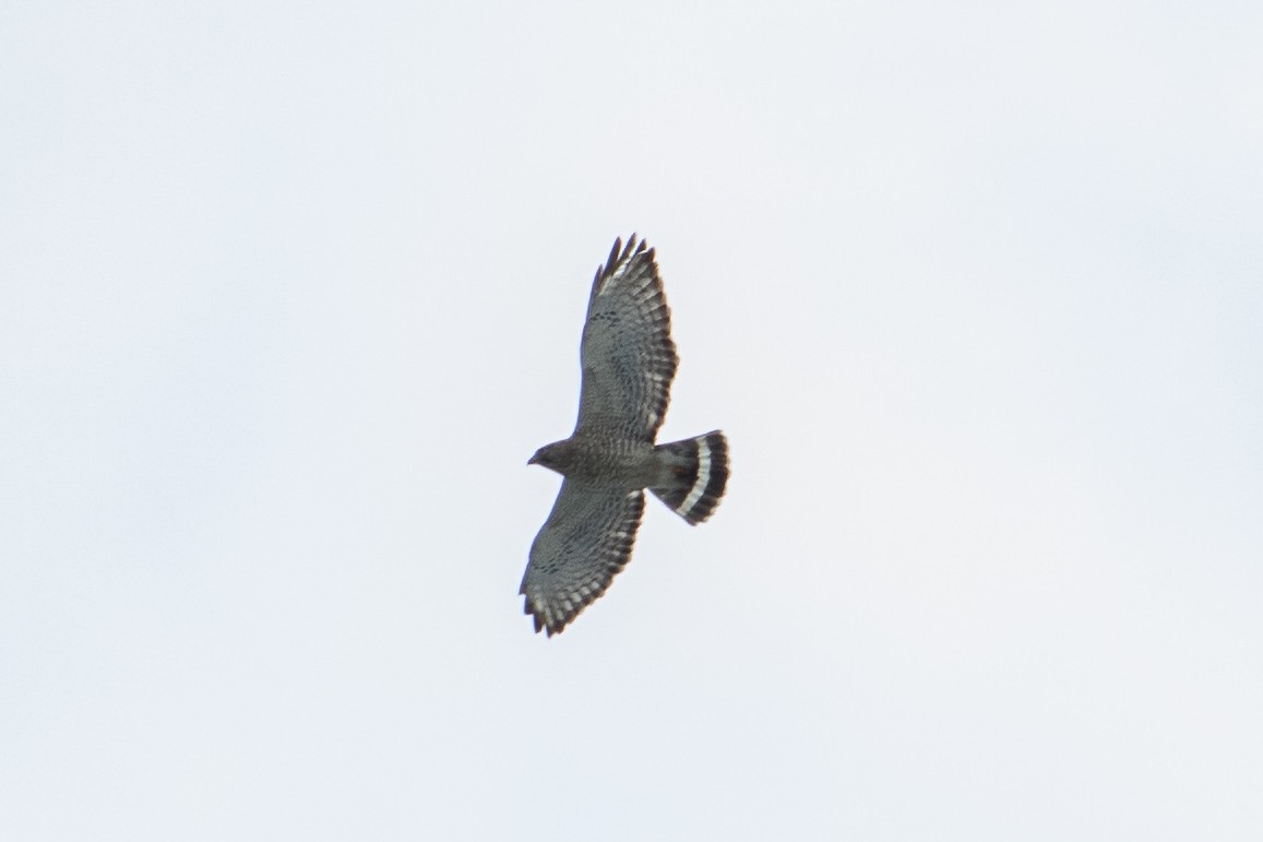 Broad-winged Hawk - ML156582681